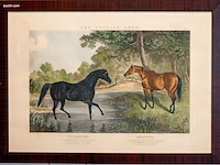 Ingelijste antieke aquatint-gravure george henry...
