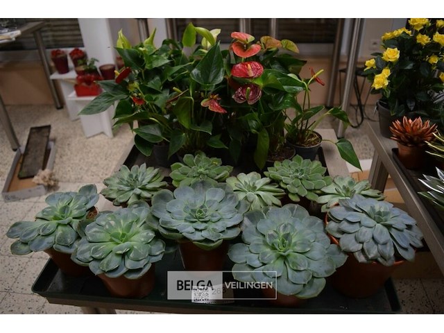 Inhoud tafel div planten - afbeelding 1 van  6