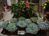 Inhoud tafel div planten - afbeelding 1 van  6