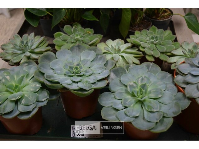 Inhoud tafel div planten - afbeelding 3 van  6