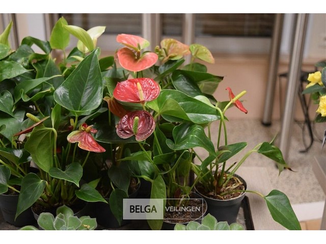 Inhoud tafel div planten - afbeelding 4 van  6