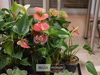 Inhoud tafel div planten - afbeelding 4 van  6