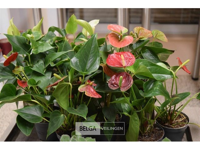 Inhoud tafel div planten - afbeelding 5 van  6