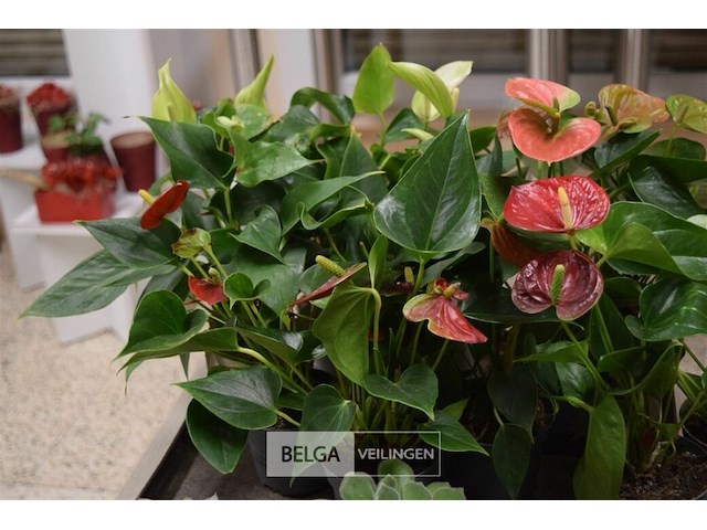 Inhoud tafel div planten - afbeelding 6 van  6