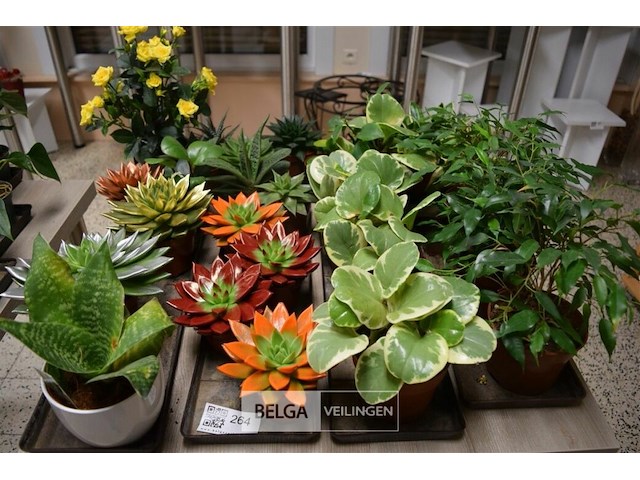 Inhoud tafel div planten - afbeelding 1 van  5