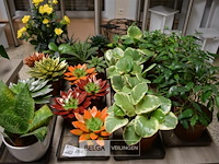 Inhoud tafel div planten - afbeelding 1 van  5
