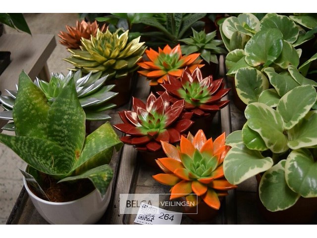 Inhoud tafel div planten - afbeelding 2 van  5