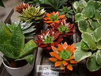 Inhoud tafel div planten - afbeelding 2 van  5