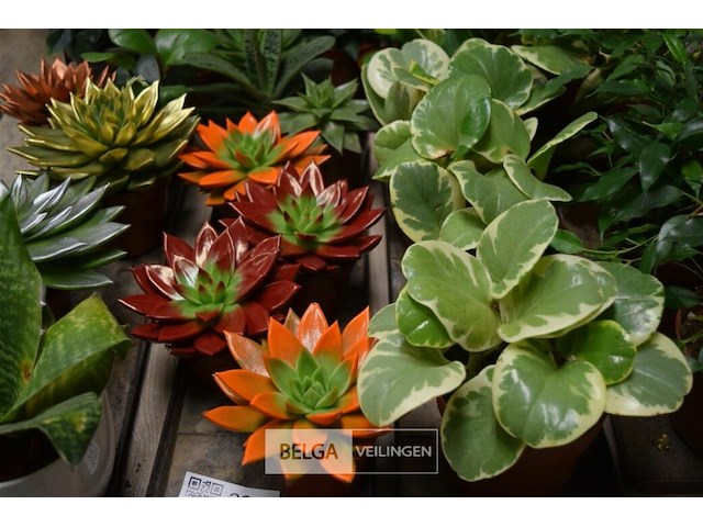 Inhoud tafel div planten - afbeelding 3 van  5