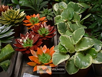 Inhoud tafel div planten - afbeelding 3 van  5