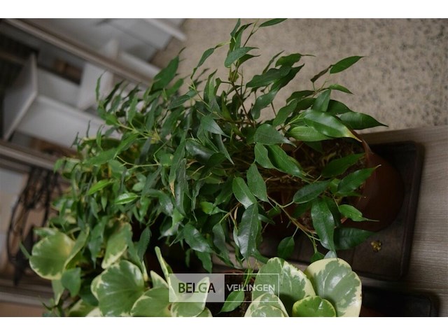 Inhoud tafel div planten - afbeelding 4 van  5