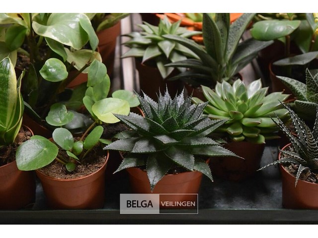 Inhoud tafel div planten - afbeelding 5 van  5