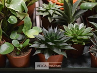 Inhoud tafel div planten - afbeelding 5 van  5