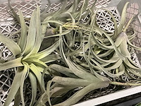 J-line partij kunstplanten - afbeelding 3 van  4