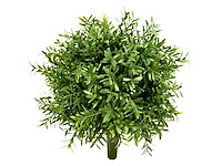 Jivana - ruta buxus - ruta ball 25 cm (36x) - afbeelding 1 van  1