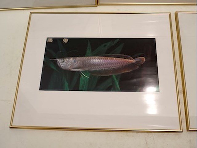 Kaders goudkleurig (x5) - afbeelding 6 van  7