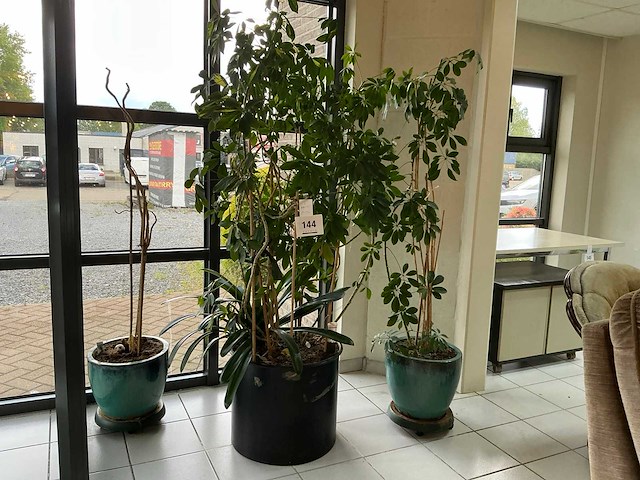 Kamerplant (2x) - afbeelding 1 van  1