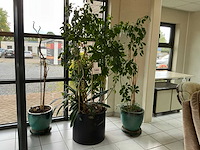 Kamerplant (2x) - afbeelding 1 van  1