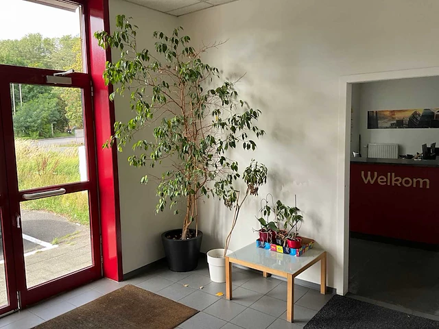 Kamerplant (5x) - afbeelding 1 van  6