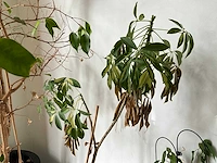 Kamerplant (5x) - afbeelding 4 van  6
