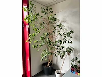 Kamerplant (5x) - afbeelding 2 van  6