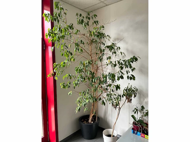 Kamerplant (5x) - afbeelding 2 van  6