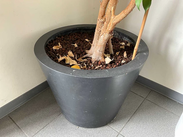 Kamerplant (5x) - afbeelding 3 van  6