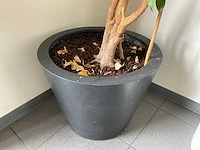 Kamerplant (5x) - afbeelding 3 van  6