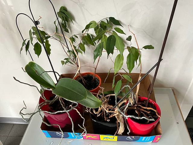 Kamerplant (5x) - afbeelding 5 van  6