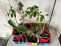 Kamerplant (5x) - afbeelding 5 van  6
