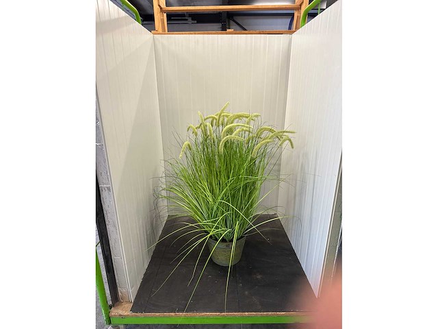 Kamerplant j-line - afbeelding 1 van  2