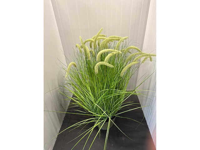 Kamerplant j-line - afbeelding 2 van  3