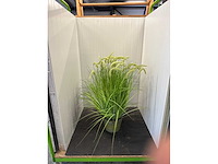 Kamerplant j-line - afbeelding 1 van  3