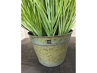 Kamerplant j-line - afbeelding 3 van  3