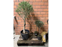 Kamerplant - afbeelding 1 van  3