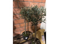 Kamerplant - afbeelding 2 van  3