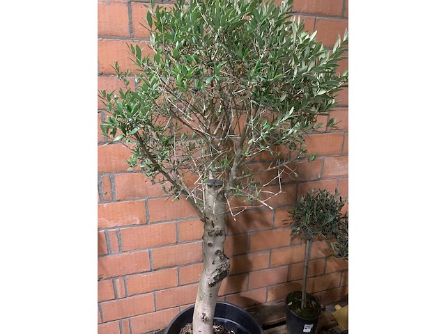 Kamerplant - afbeelding 3 van  3