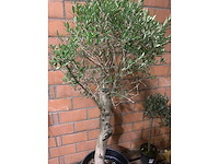 Kamerplant - afbeelding 3 van  3