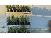 Kardinaalsmuts haag (150x) - afbeelding 1 van  2