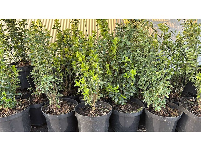 Kardinaalsmuts haag (150x) - afbeelding 2 van  2