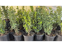 Kardinaalsmuts haag (150x) - afbeelding 2 van  2