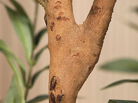 Kazeila kunstmatige olijfboom (1,5 m) - afbeelding 3 van  4