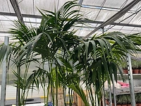 Kentiapalm (5x) - afbeelding 5 van  5