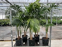 Kentiapalm (5x) - afbeelding 4 van  5