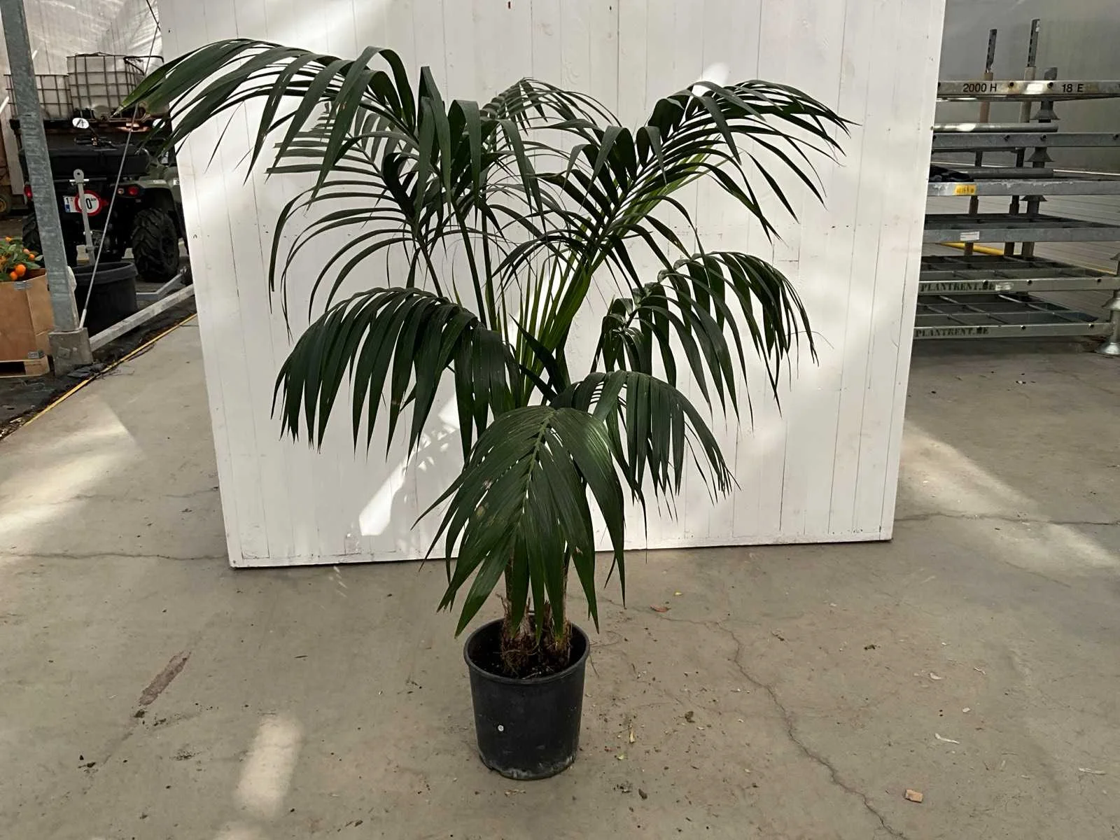 Planten en rollend materieel