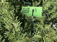 Kerstboom met deco verlichting - afbeelding 6 van  6