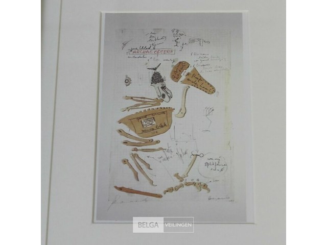 Kip archaeopterix - afbeelding 1 van  2