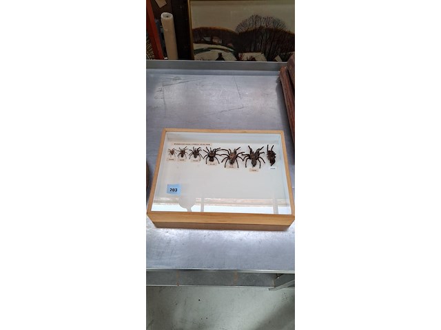 Kist met levensloop tarantula - afbeelding 1 van  2