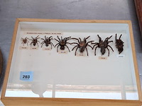 Kist met levensloop tarantula - afbeelding 1 van  2