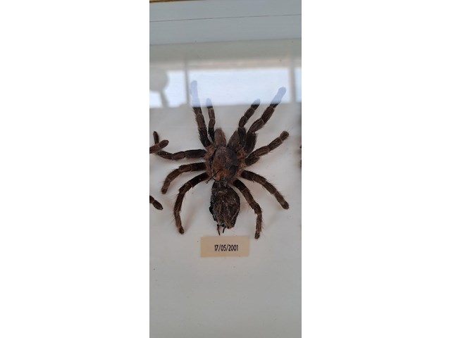 Kist met levensloop tarantula - afbeelding 2 van  2